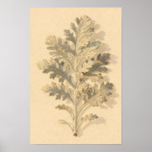 Dusty Miller Botanical Study – 12 x 18 Poster