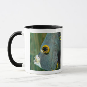 Dutch Antilles, Bonaire, Underwater close-up Mug