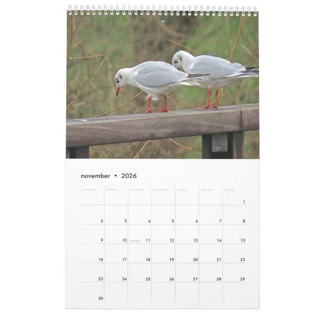 Dutch birds Calendar (Nov 2026)