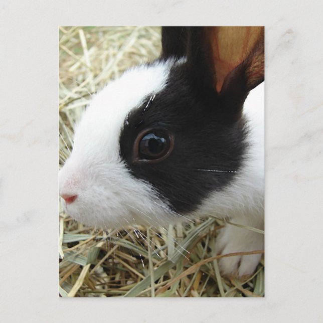 Dutch Bunny Postcard (Front)