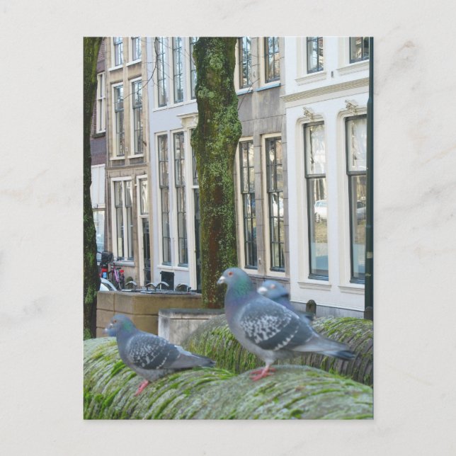 Dutch Canal Houses and Pigeons Postcard (Front)