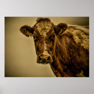 Dutch Cow Poster