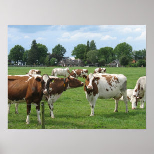 Dutch Dairy Cows Landscape Poster Gift Print