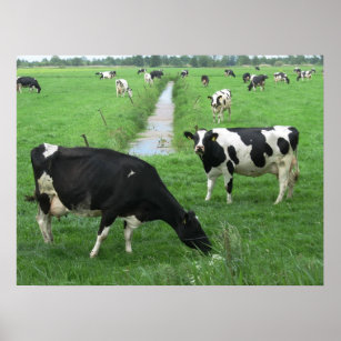 Dutch Dairy Cows Poster Print Gifts