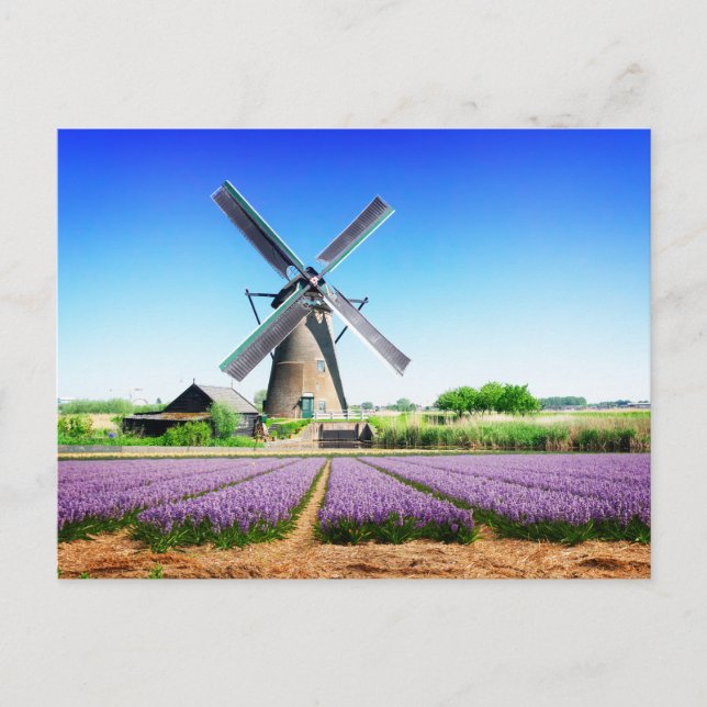 Dutch Farm Windmill and Purple Flower Field  Postcard (Front)
