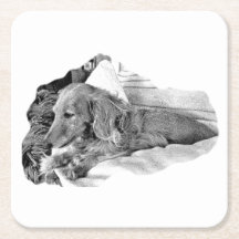 Dutch Hound Resting –  Graphic Coaster