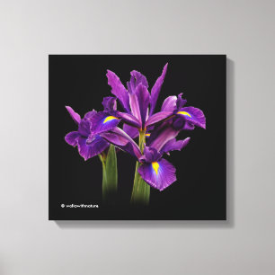 Dutch Iris Purple Sensation Canvas Print