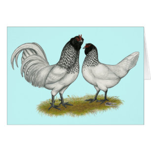 Dutch Owl Beard Chickens