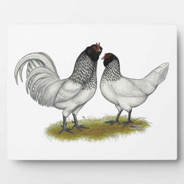 Dutch Owl Beard Chickens Plaque (Front)
