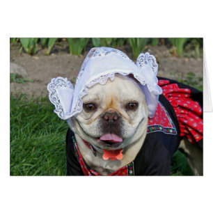 Dutch Pooch
