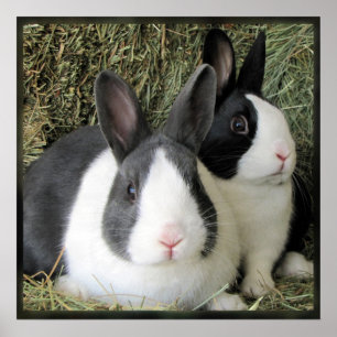 Dutch rabbits large canvas photo poster