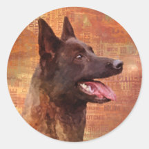 Dutch Shepherd -Hollandse Herdershond