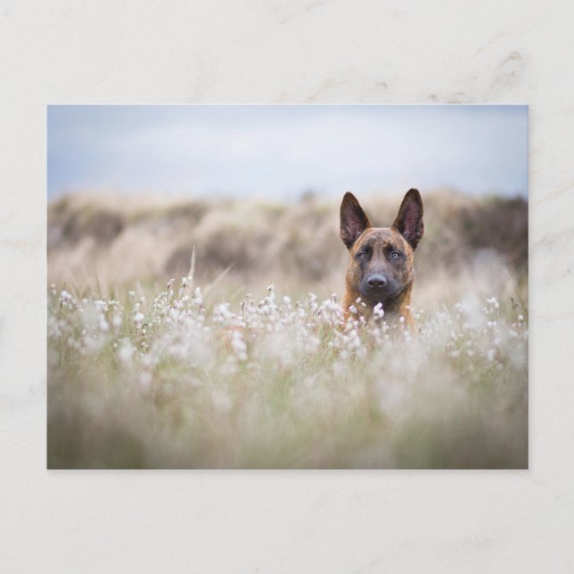 Dutch shepherd in the moor postcard (Front)