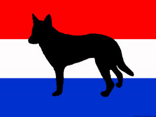 Dutch Shepherd Dog Home Furnishings Accessories Zazzle Ca
