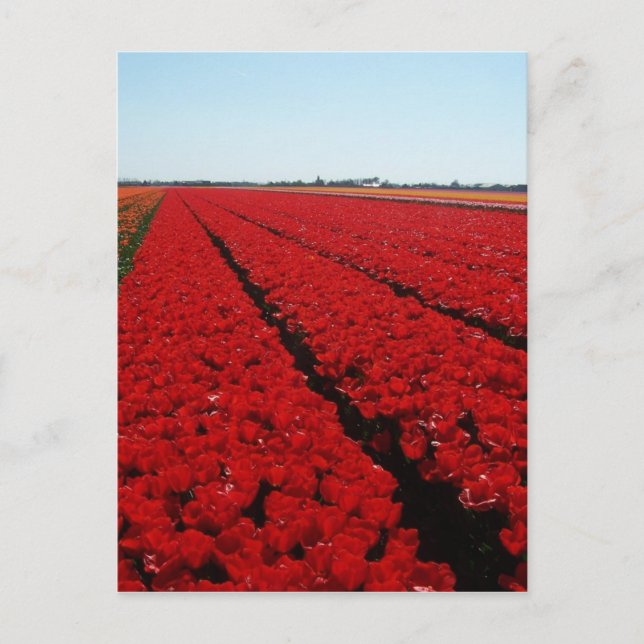 Dutch tulip field postcard (Front)