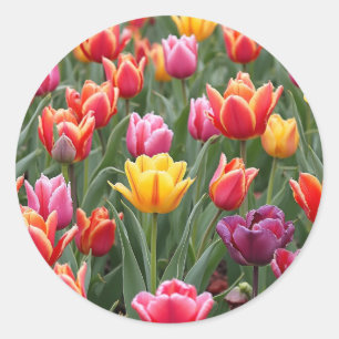 Dutch Tulips Classic Round Sticker