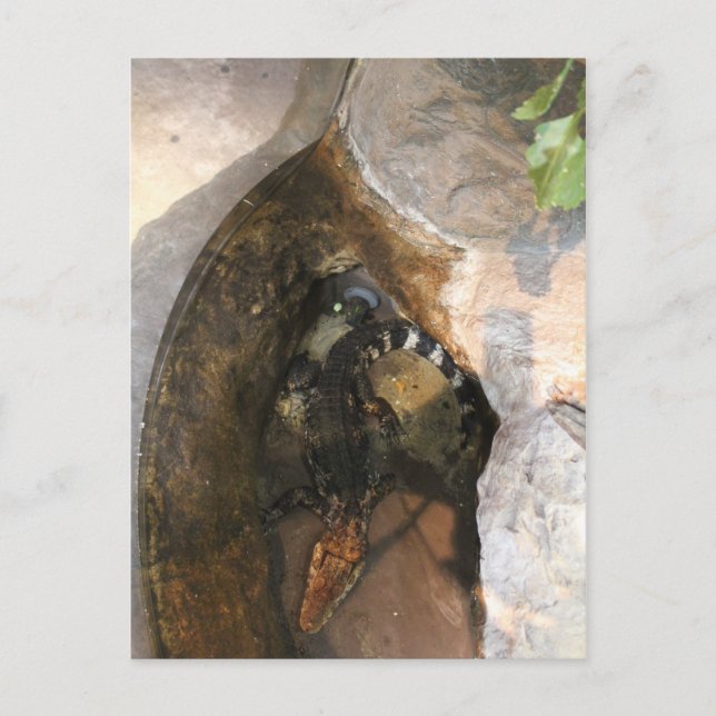 Dwarf Caiman Postcard (Front)