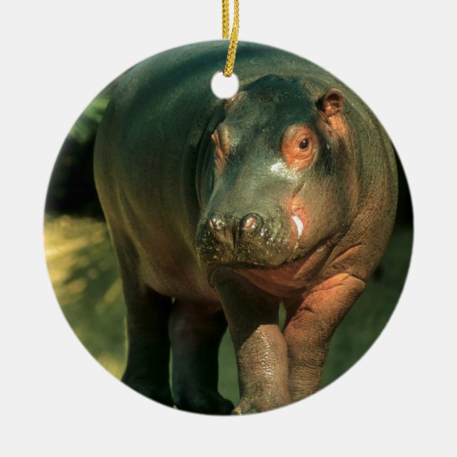 Dwarf (Choeropsis liberiensis) Ceramic Ornament (Front)