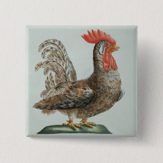 Dwarf Cockerel, c.1767-76 (hand coloured engraving 2 Inch Square Button (Front)