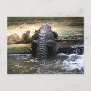 Dwarf crocodile postcard