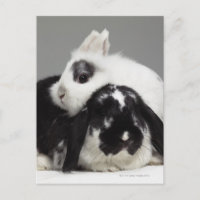 Dwarf-eared rabbit leaning over lop-eared