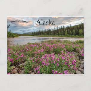 Dwarf Fireweed Along the Beaver Creek River Alaska Postcard