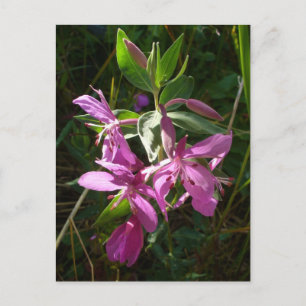 Dwarf Fireweed Blossoms, Unalaska Island Postcard
