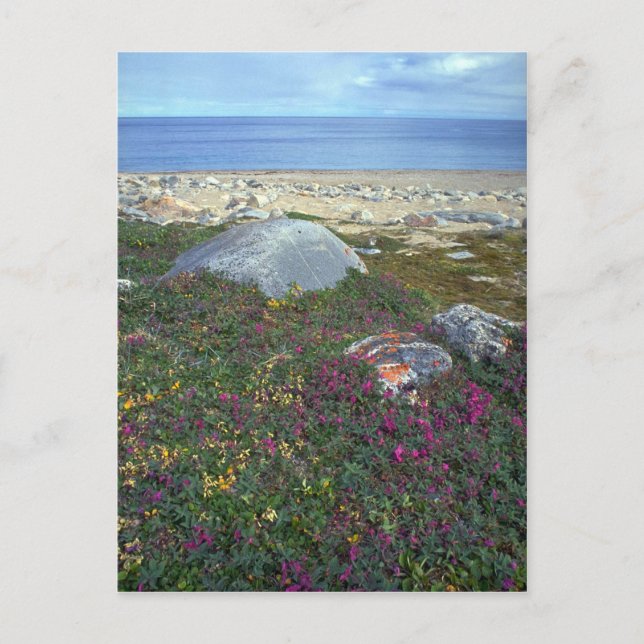 Dwarf fireweed, Hudson Bay, NWT, Canada Postcard (Front)
