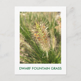 DWARF FOUNTAIN GRASS POSTCARD