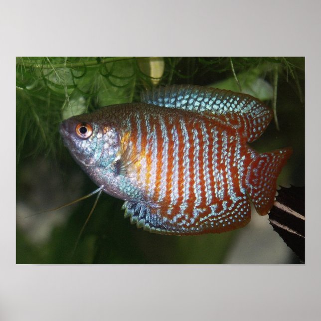 Dwarf Gourami - Colisa lalia Poster (Front)