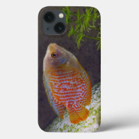 Dwarf Gourami Fish