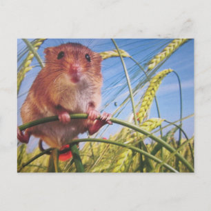 dwarf postcard