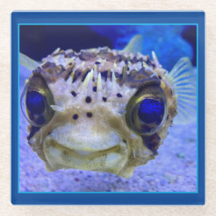 Dwarf Puffer Fish Glass Coaster