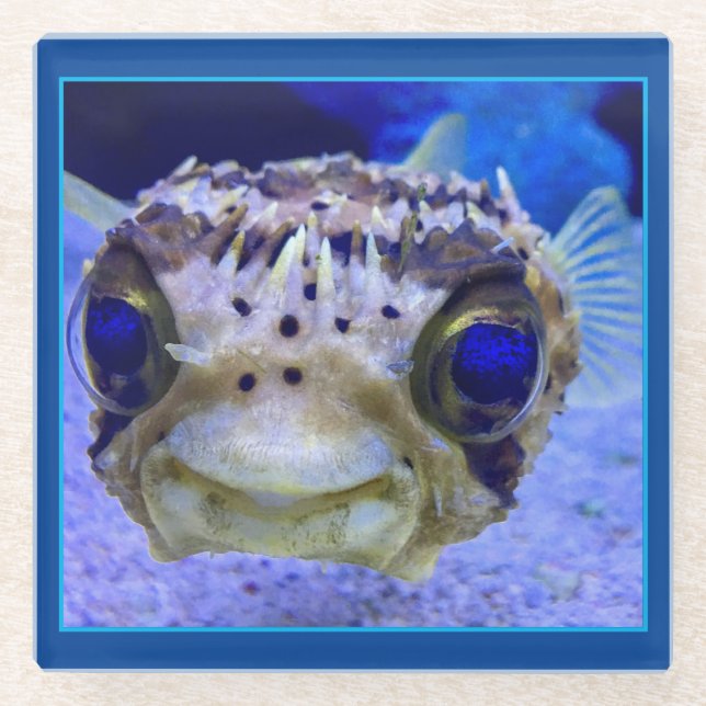 Dwarf Puffer Fish Glass Coaster (Front)