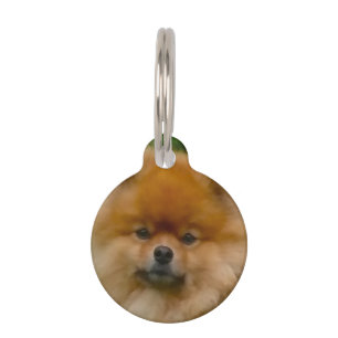 Dwarf Spitz Pomeranian Dog. Pet Tag