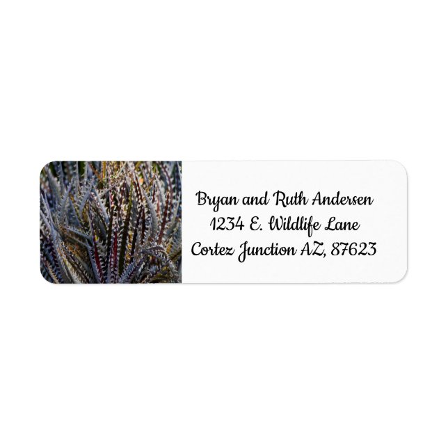 Dyckia delight (Front)