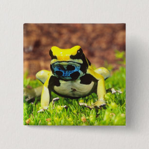 Dyeing Poison Frog, Dendrobates tinctorius, 2 Inch Square Button