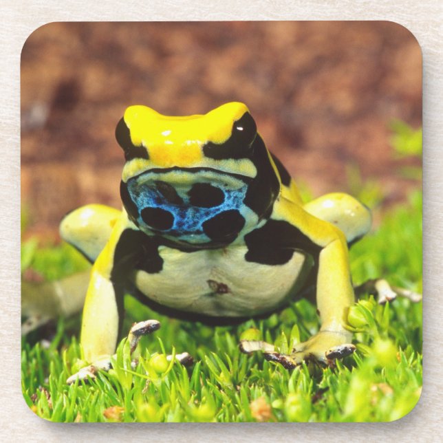 Dyeing Poison Frog, Dendrobates tinctorius, Coaster (Front)