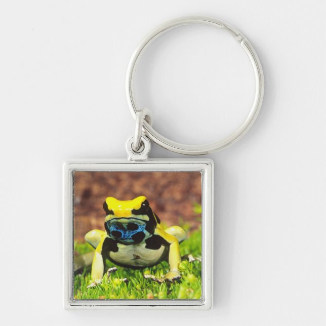 Dyeing Poison Frog, Dendrobates tinctorius, Keychain (Front)