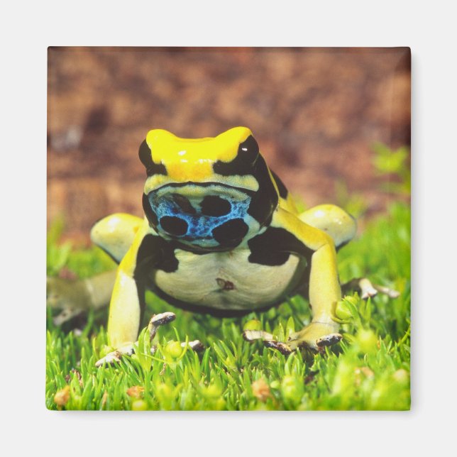 Dyeing Poison Frog, Dendrobates tinctorius, Magnet (Front)