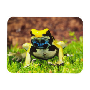 Dyeing Poison Frog, Dendrobates tinctorius, Magnet