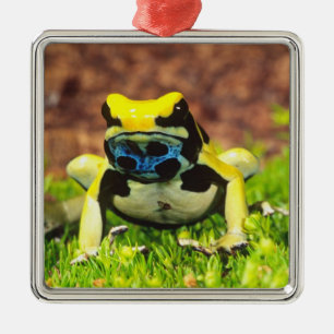 Dyeing Poison Frog, Dendrobates tinctorius, Metal Ornament