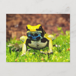 Dyeing Poison Frog, Dendrobates tinctorius, Postcard