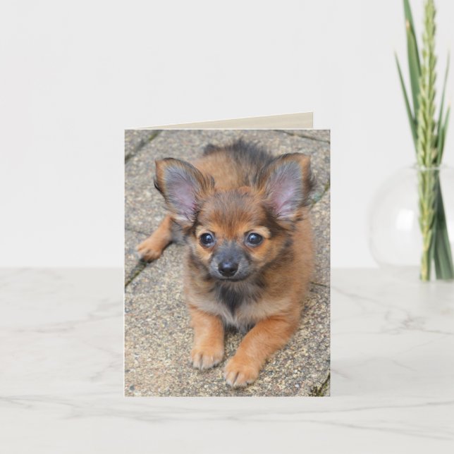 Dylan Cute Long Hair Chihuahua Puppy Birthday Card (Front)