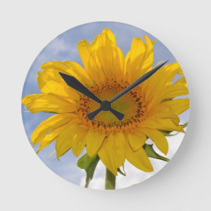 Dynamic Sunflower Clock