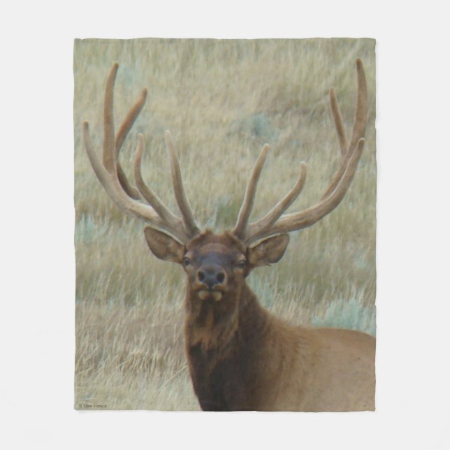 E10 Bull Elk in Velvet Head Shot Fleece Blanket (Front)