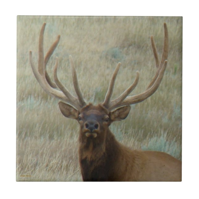 E10 Bull Elk in Velvet Head Shot Tile (Front)