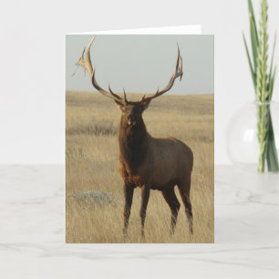 E13 Bull Elk Grass in Horns Card