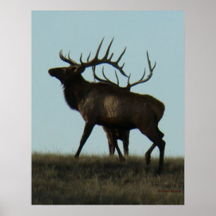 E14 Bull Elk Silhouette Horns on the Horizon Poster