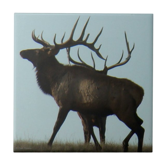 E14 Bull Elk Silhouette Horns on the Horizon Tile (Front)